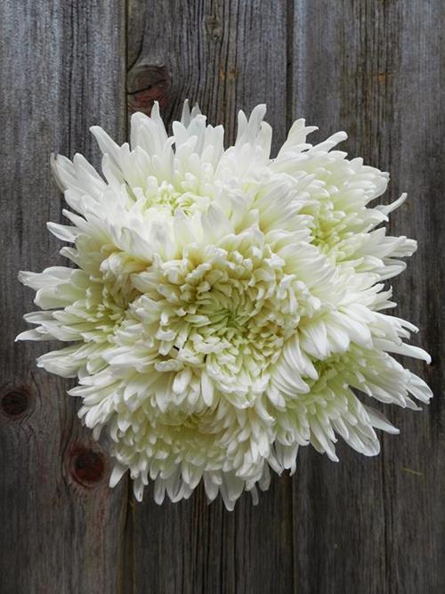 CREMONE WHITE DISBUDS